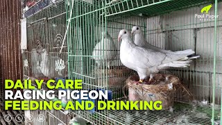 Daily Racing Pigeon Care - Feeding and Drinking