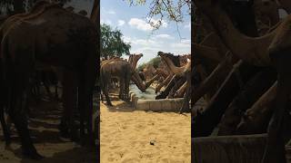 all camels drinking water #shorts