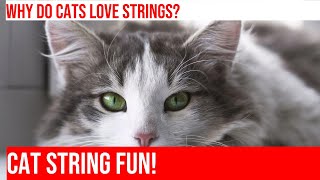 Cats' Enchanting String Serenades: Exploring Feline Fascination with Strings