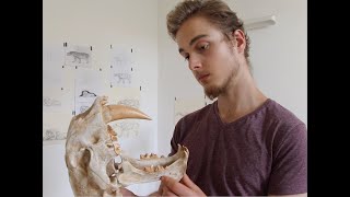 Skull talk | SABERTOOTH! Megantereon clutridens.