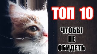 ТОП 10 поступков хозяина которые вызовут у кошки обиду и злость | Что не любят кошки