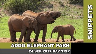 SNIPPETS: DAY TRIP - Addo Elephant Park Nature Reserve (24 SEP 2017)