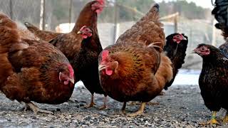 Can Female Chickens Exhibit Male Physical Characteristics??