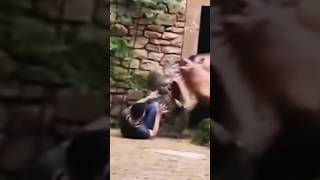 Hippo attack #shorts #viral #trending