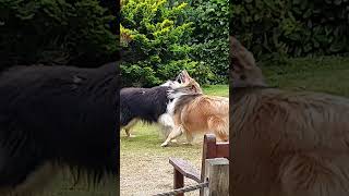 Rough Collie Play - Uther & Bevan goofing around