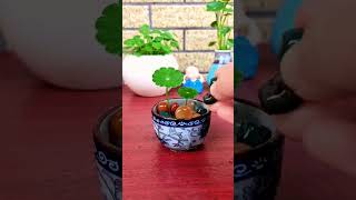 So beautiful growing flower in cup color so beautiful flower #garden #flowers #videoshort