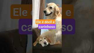 Coração doce 💖 #shorts #animais #amor #doglover #dog #love #doglife #cachorro #golden #retriever