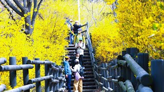 S Korea's only forsythia festival 응봉산 개나리 축제