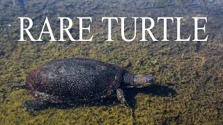 BLANDING'S TURTLE