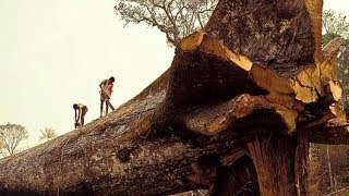 Amazing Dangerous Skills Falling Lumber Chainsaw Bigger Trees, Largest Wood Fastest Cut Do -2017