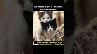 просто видео с котами #коты #котики #милота #отдых