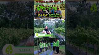 CABAI DIPA - FARMER FIELD DAY #2 DI MAGELANG #triberkatagro #triberkattv #benihunggul #tbaseeds