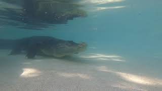 Underwater Alligator Lunge