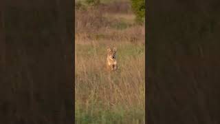 Coyote Rolled Up On the Run! #foxpro #coyote #hunting #shorts