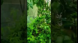 Rainy day ! My terrace garden during rain 💦#youtubeshorts    #shorts #rain # #gardening