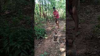 Monkey 🙉 attack catching #shorts #animals #wildlife #viralreels