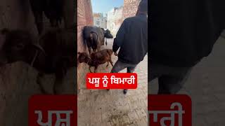 ਪਸ਼ੂ ਨੂੰ ਬਿਮਾਰੀ #shorts #viral #youtubeshorts #nyarapunjab