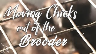 Moving Chicks out of the Brooder