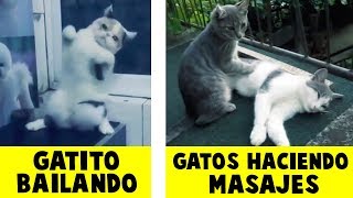 ¿Sabes que hacen tus mascotas cuando no estás en casa? 😹