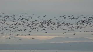 Hundreds of Snow Geese, Reifel's Bird Sanctuary | Sony A6400 + SONY E 70-350mm F4.5-6.3 G OSS