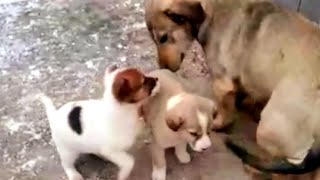 Собака прячет щенков, чтобы их не забрали #animals #puppy #dog #животные #щенки #собаки