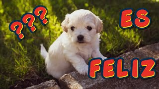 10 SEÑALES DE QUE TU PERRO ES FELIZ