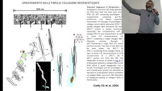 BCT_A_Tessuto Connettivo Propriamente Detto