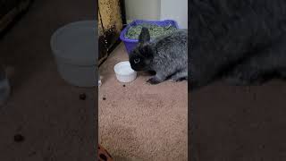 Thirsty bunny drinks water 💧so relaxing 😌 Midnight the Netherland Dwarf Rabbit 🐇