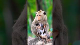 Monkeys #youtubeshorts #wildlife #monkeys