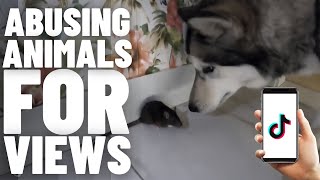 TikTok has an ANIMAL ABUSE problem | Critter Cruelty 3