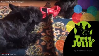 Tess and Jolie fight for a boxing glove