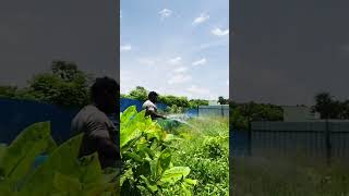 #shorts #tamil #farminglife #trending #vivasayam ❤️ we are not into agri farming, just started 💯✅