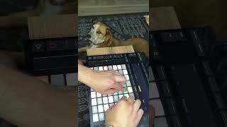 Heavenly chords played on the LaunchPad for Dog Listening