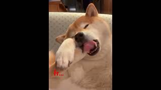 funny dog compilation part 1 #dog #funny  #pets #mypet