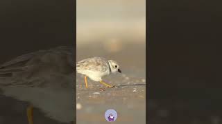 The piping plover is a small shorebird known for….