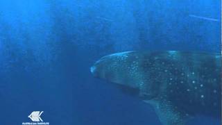 Whaleshark Passing