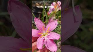 ending trend with this gorgeous gulabi lily 😍 #flowers #trending #viral #lillyflowers #love #beauty