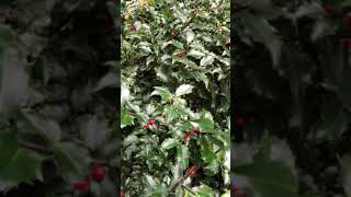 European Holly