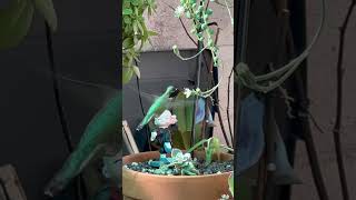 Hummingbird With String Of Pearls  Succulent