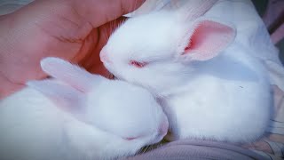 Funny and Cute Baby Rabbit Videos- Baby Animal Video Compilation (2022)