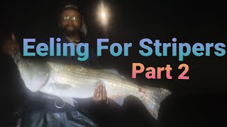 Eeling For Stripers Part 2