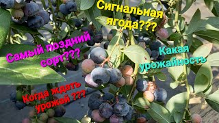 Голубика. Ответы на вопросы.