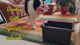 Border Collie sprząta swoje zabawki #bordercollie #funydog #dog #cleaning #room