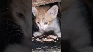 Kitten very hungry