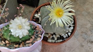 обзор коллекции кактусов 🌵