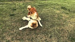 Akita Inu (秋田犬) Dog and Puppy Playing and Socialization