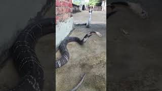 king cobra vs king cobra