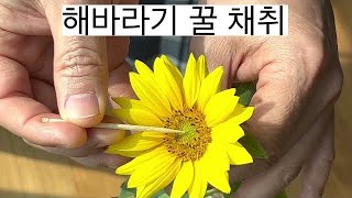 실내 해바라기 꿀 채취해서 맛보기