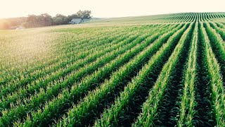 60" wide twin row corn interseeded with nitrogen fixing cover crops!