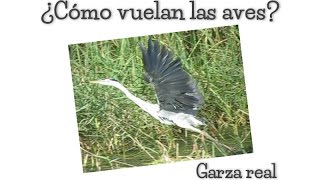 ¿Cómo vuelan las aves?